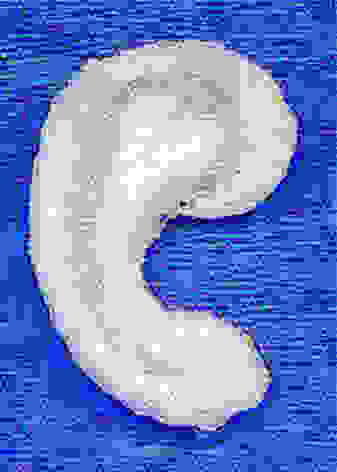 Polymer ear